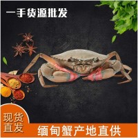 批发鲜活缅甸蟹个大体肥肉蟹煲 壳薄肉嫩3.2-4.2两/只 2斤大概5只