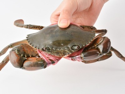 批发鲜活缅甸蟹个大体肥肉蟹煲 壳薄肉嫩3.2-4.2两/只 2斤大概5只图4