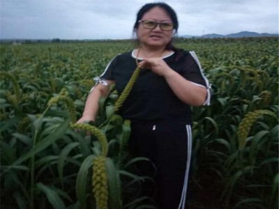 吉林种子批发 吉林杂粮种子批发厂家 长春种子批发厂家图4