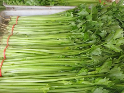新鲜芹菜 基地种植 现摘现发 口感好 斯刻达供应图5