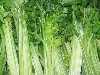 新鲜芹菜 基地种植 现摘现发 口感好 斯刻达供应图1