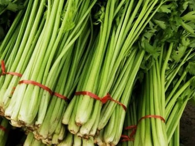 新鲜芹菜 基地种植 现摘现发 口感好 斯刻达供应图3