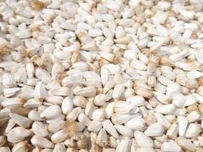 新疆特级红花籽 红花子白瓜籽白瓜 出油率29% 亚油酸79%图2
