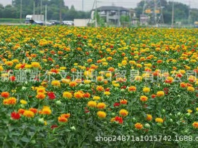 新疆特级红花籽 红花子白瓜籽白瓜 出油率29% 亚油酸79%图2