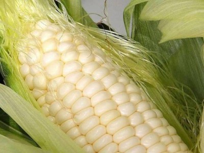 农家生态种植 昕禾1号玉米种子 果穗锥型 籽粒白色糯型图4
