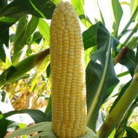 农家生态种植 新鲜现摘福王9号玉米种子 甜玉米品种