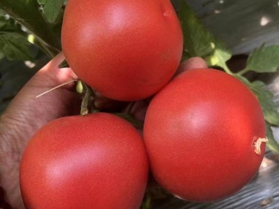厂家耐裂耐热耐寒基地种植品种 西红柿苗 番茄种子批发图2