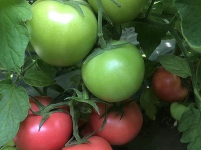 厂家耐裂耐热耐寒基地种植品种 西红柿苗 番茄种子批发图4