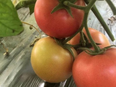 厂家耐裂耐热耐寒基地种植品种 西红柿苗 番茄种子批发图5