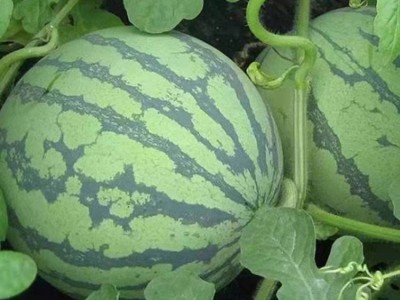 自然成熟美都西瓜 瓜瓤为桃红色 当季水果 瓜瓤饱满图4