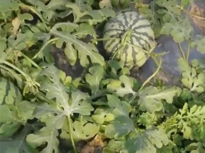 自然成熟美都西瓜 瓜瓤为桃红色 当季水果 瓜瓤饱满图2