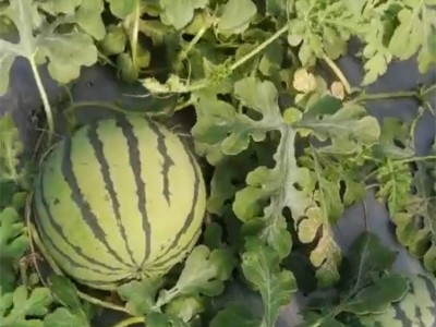 自然成熟美都西瓜 瓜瓤为桃红色 当季水果 瓜瓤饱满图3