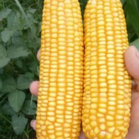 国审极早熟玉米种子接茬口可种植适应性强棒子大