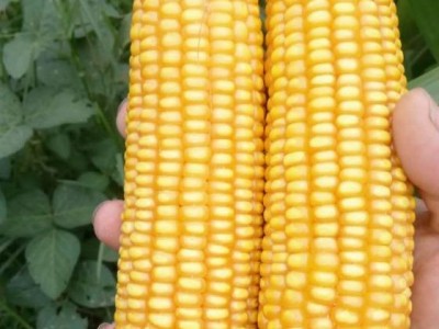 国审极早熟玉米种子接茬口可种植适应性强棒子大图2