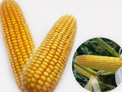 国审极早熟玉米种子接茬口可种植适应性强棒子大图3