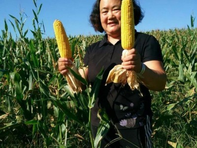 国审极早熟玉米种子接茬口可种植适应性强棒子大图4