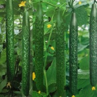 绿芯黄瓜种子苗高产耐寒进口种子繁育无病害