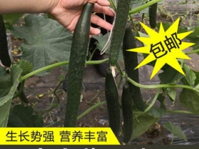 绿芯黄瓜种子苗高产耐寒进口种子繁育无病害图5