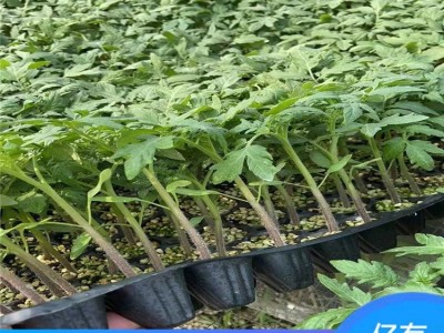 口感西红柿苗 小黄圣女果苗 小黄番茄苗 糖度高 商品性好图4