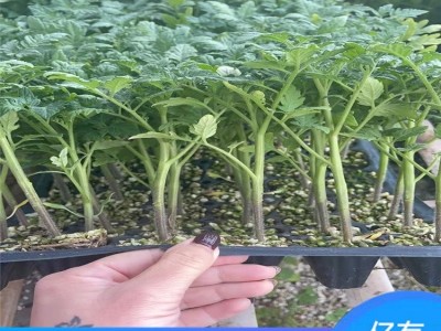 口感西红柿苗 小黄圣女果苗 小黄番茄苗 糖度高 商品性好图5