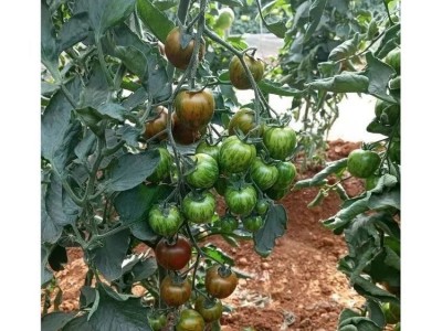 多彩1号特色番茄种子 口感水果种子 小西红柿种苗 结果率高图4