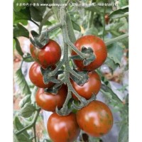 多彩1号特色番茄种子 口感水果种子 小西红柿种苗 结果率高