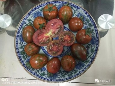 多彩1号特色番茄种子 口感水果种子 小西红柿种苗 结果率高图3
