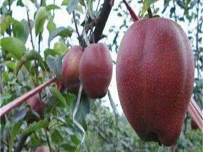 红梨 早酥梨树苗 皇冠梨树 圣丰种植图2