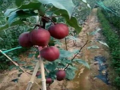 红梨 早酥梨树苗 皇冠梨树 圣丰种植图3