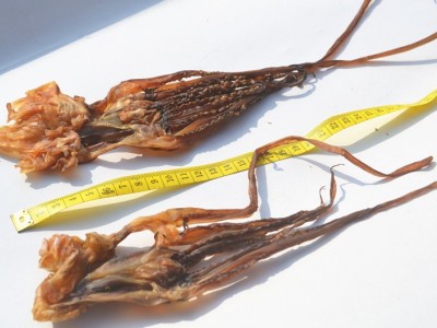 批发特色海鲜干鱿鱼头 淡晒精品章鱼须批发 口感脆爽铁板鱿鱼须图3