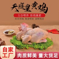 天庭皇黄鸡 肉质鲜美 可做黄焖鸡 皮色金黄鲜嫩多汁