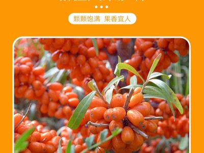 新疆阿合奇大果深秋红沙棘果子棘鲜丰沙棘原浆1吨厂家直销图3