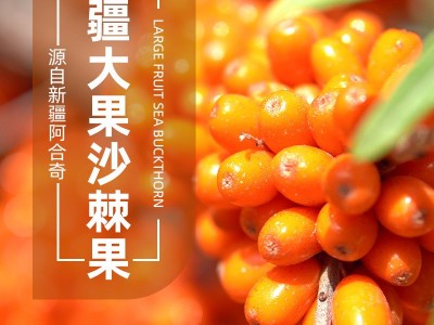 新疆阿合奇大果深秋红沙棘果子棘鲜丰沙棘原浆1吨厂家直销图5