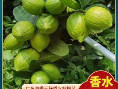 正宗香水柠檬苗 果型修长大无核 没有苦涩味 嫁接苗现挖现发图2
