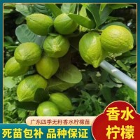 正宗香水柠檬苗 果型修长大无核 没有苦涩味 嫁接苗现挖现发