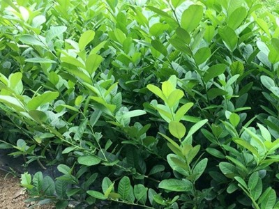 正宗香水柠檬苗 果型修长大无核 没有苦涩味 嫁接苗现挖现发图3