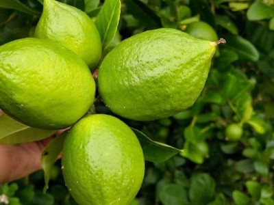 正宗香水柠檬苗 果型修长大无核 没有苦涩味 嫁接苗现挖现发图4