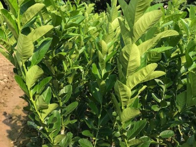 正宗香水柠檬苗 果型修长大无核 没有苦涩味 嫁接苗现挖现发图5