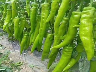 辣椒苗 早春薄皮 颜色绿抗病强 泡椒种子 万禾图5