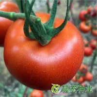 红果番茄种子 宏帅518 亩产2万斤以上 抗死颗抗病毒