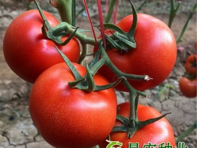 红果番茄种子 宏帅518 亩产2万斤以上 抗死颗抗病毒图4