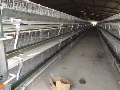 厂家批发 全自动小层叠蛋鸡养殖笼具笼养鸡用设备 三层四层蛋鸡笼图2