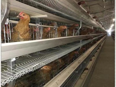 厂家批发 全自动小层叠蛋鸡养殖笼具笼养鸡用设备 三层四层蛋鸡笼图5