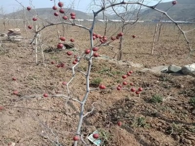 嫁接酸枣树苗有哪些好处 产果稳定 做果早 田骏二号酸枣苗 山枣图3