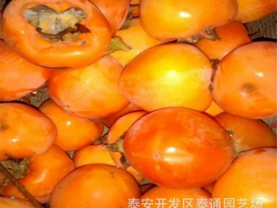 甜脆柿子水果柿子树 大秋 富有 次郎柿子 2米高嫁接柿子树 甜柿图2