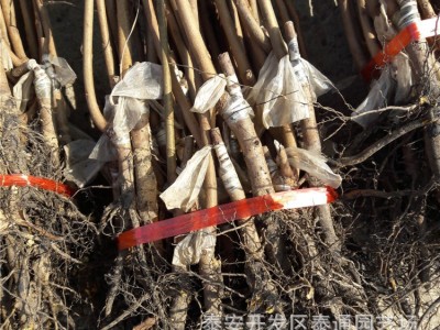 甜脆柿子水果柿子树 大秋 富有 次郎柿子 2米高嫁接柿子树 甜柿图1