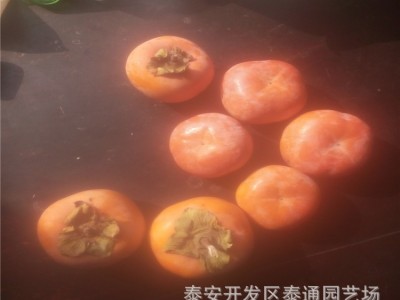 甜脆柿子水果柿子树 大秋 富有 次郎柿子 2米高嫁接柿子树 甜柿图4