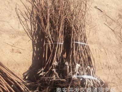 富有 阳丰甜柿嫁接柿子苗 2公分坐果柿子苗 中熟 晚熟嫁接柿苗图3