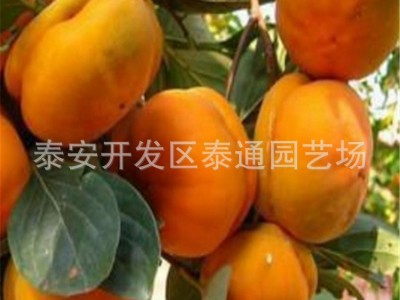 富有 阳丰甜柿嫁接柿子苗 2公分坐果柿子苗 中熟 晚熟嫁接柿苗图1