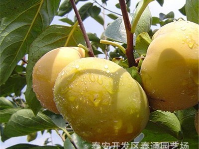 富有 阳丰甜柿嫁接柿子苗 2公分坐果柿子苗 中熟 晚熟嫁接柿苗图4